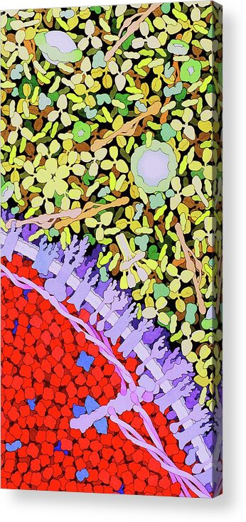 Rbc Acrylic Print featuring the photograph Red Blood Cell by David Goodsell/science Photo Library