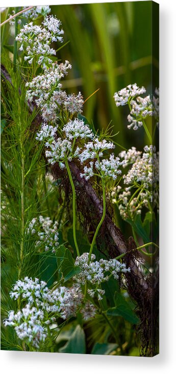 Wild Flowers Acrylic Print featuring the photograph White Wildflowers on a Branch by Ed Gleichman