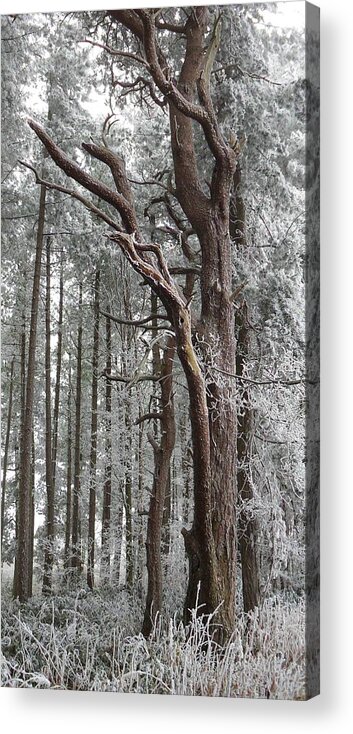 Trees Acrylic Print featuring the photograph Badbury Clump by Michael Standen Smith