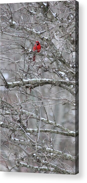 Snow Acrylic Print featuring the photograph First Snow Fall by Kume Bryant