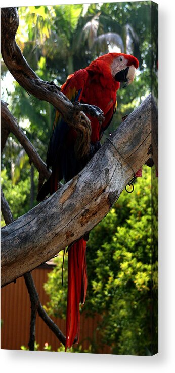 Bird Acrylic Print featuring the photograph Parrot2 by Karen Harrison Brown