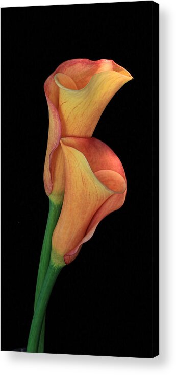 Floral Photography Acrylic Print featuring the photograph Bella Fiore by Mary Buck