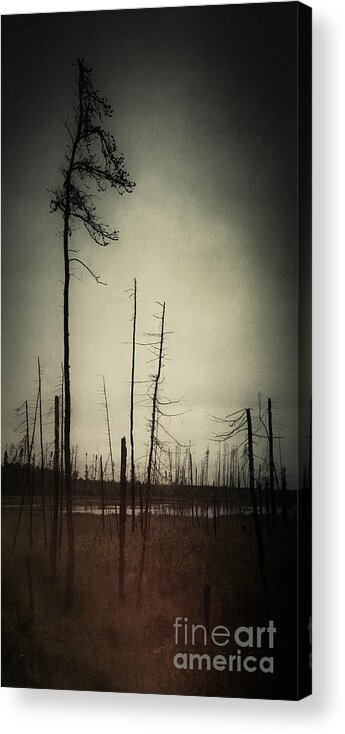 Trees Acrylic Print featuring the photograph From the Ashes by RicharD Murphy