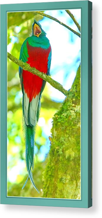 Resplendent Quetzal Acrylic Print featuring the photograph Hola by BYETPhotography