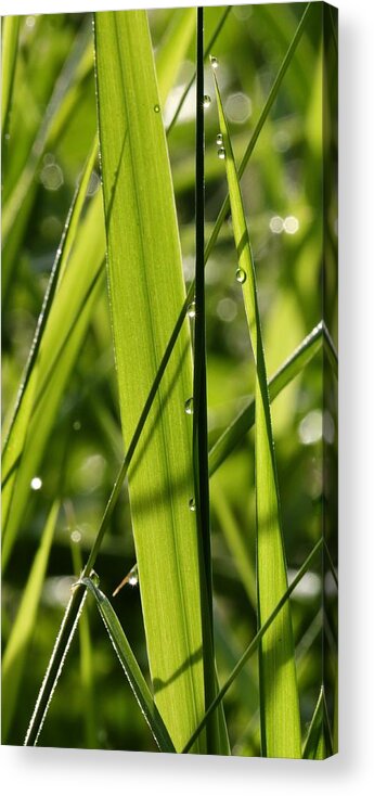 Dew Acrylic Print featuring the photograph Light Play 2 by I'ina Van Lawick