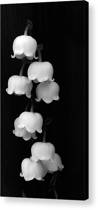 Lily Of The Valley Acrylic Print featuring the photograph Lily of the Valley by Holly Ross