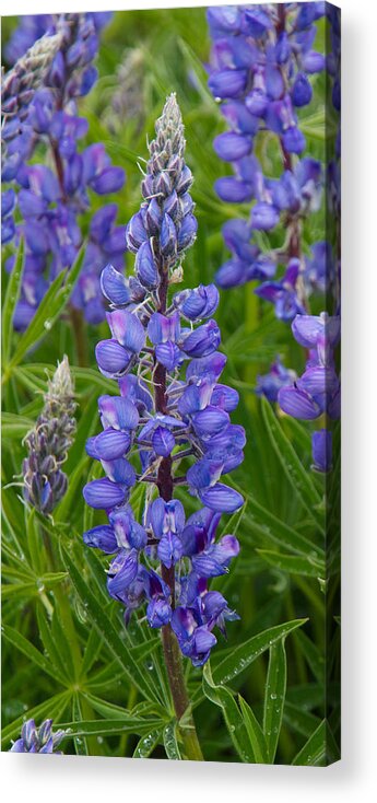 Lupine Acrylic Print featuring the photograph Lupine Wildflower Vertical by Aaron Spong