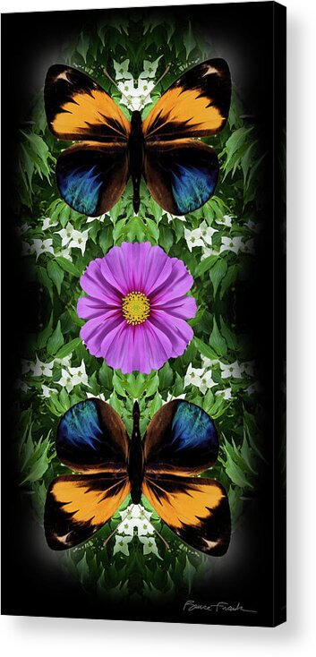 Botanical Acrylic Print featuring the photograph Magenta Daisy by Bruce Frank