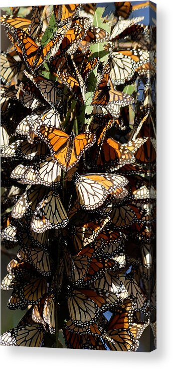 Darin Volpe Animals Acrylic Print featuring the photograph Sticking Together - Monarch Butterfly Grove, Pismo Beach, California by Darin Volpe