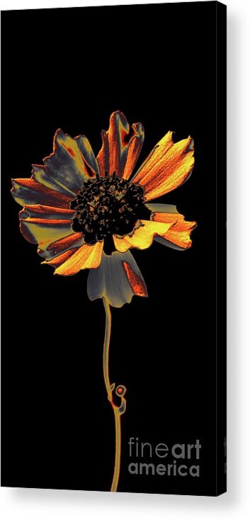 Flower Acrylic Print featuring the photograph Uniquely Solo by Dani McEvoy