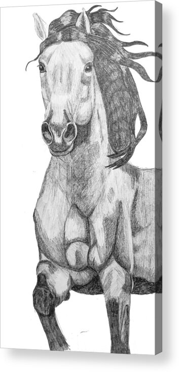 Paint Horse Acrylic Print featuring the drawing Buckskin horse portrait by Equus Artisan