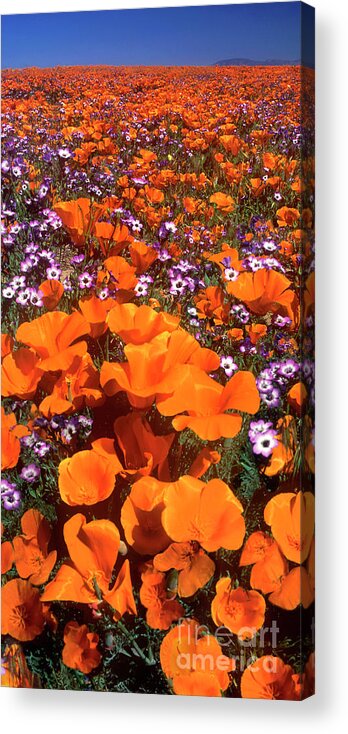 California Poppies Acrylic Print featuring the photograph Panorama Califonria Poppies And Hollyleaf Gilia Wildflowers by Dave Welling