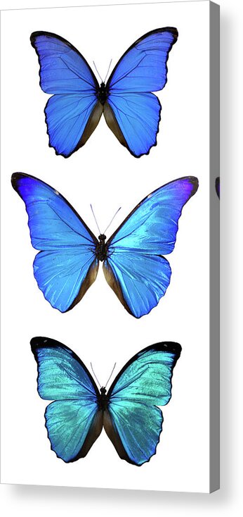 Insect Acrylic Print featuring the photograph Three Morpho Butterflies by Imv