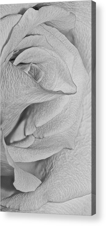 Rose Acrylic Print featuring the photograph Pink Rose Details #1 by Susan Candelario