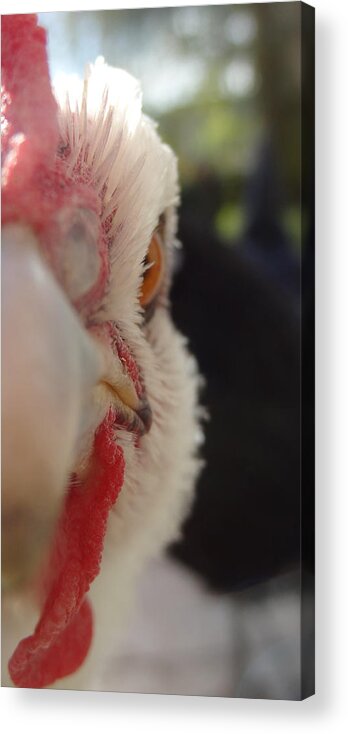 Poule Acrylic Print featuring the photograph Angry Hen by Joelle Philibert