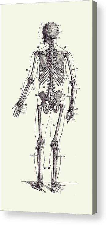 Human Body Acrylic Print featuring the drawing Backward Facing Skeletal Diagram - Vintage Anatomy Print 2 by Vintage Anatomy Prints