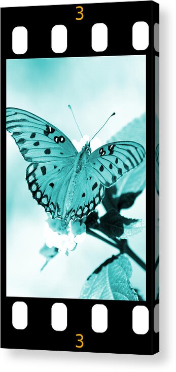 Gulf Acrylic Print featuring the photograph Gulf Fritillary Butterfly Cyan Filmstrip 3 by David Weeks