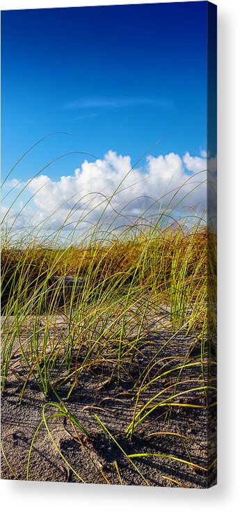 Clouds Acrylic Print featuring the photograph Golden Dune Grasses II by Debra and Dave Vanderlaan