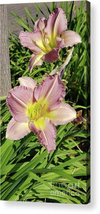 Lilies Acrylic Print featuring the photograph Unique flower beauty by Dipali Shah