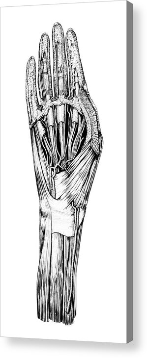 Anatomical Acrylic Print featuring the digital art Carpe Diem Hand Dissection by Russell Kightley