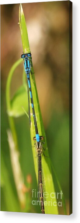 Dragonfly Acrylic Print featuring the photograph Dragonfly 15 by Vivian Martin