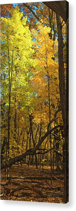 Arboretum Acrylic Print featuring the photograph Fall maples- UW Arboretum - Madison - Wisconsin by Steven Ralser