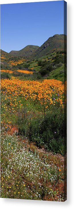 Poppies Acrylic Print featuring the photograph Walker Canyon Poppies by Cliff Wassmann