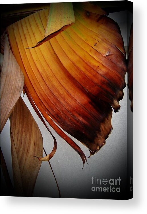 Michelle Meenawong Acrylic Print featuring the photograph Dried Leaves by Michelle Meenawong