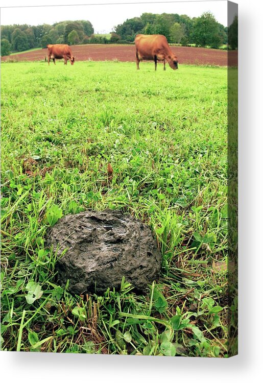 Bos Taurus Acrylic Print featuring the photograph Cow Pat #1 by Cordelia Molloy/science Photo Library