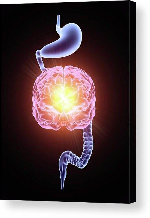 Autonomic Acrylic Print featuring the photograph Enteric Nervous System #1 by Alfred Pasieka