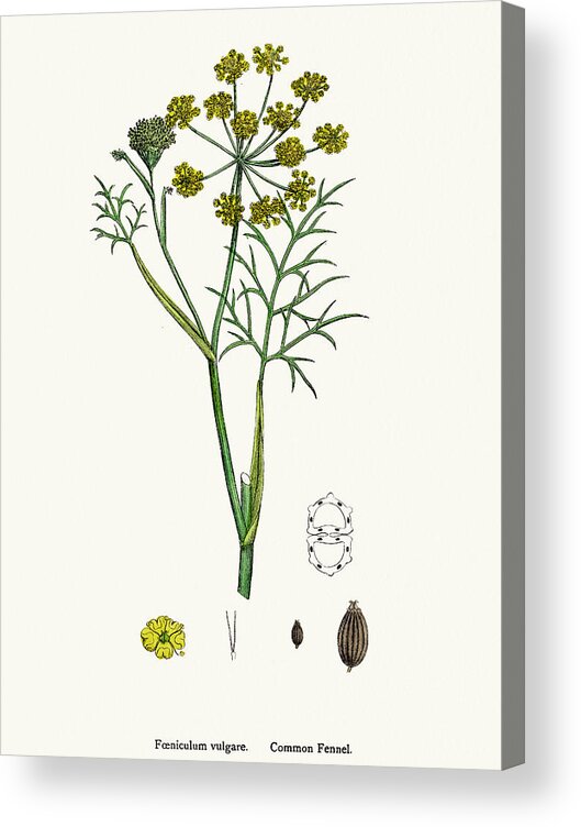 White Background Acrylic Print featuring the digital art Fennel Plant Scientific Illustration #1 by Mashuk