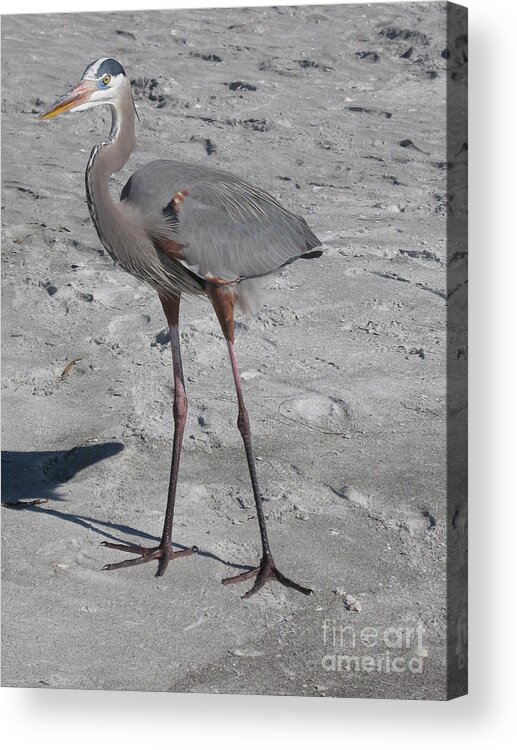 Heron Acrylic Print featuring the photograph Great Blue Heron On The Beach by Christiane Schulze Art And Photography