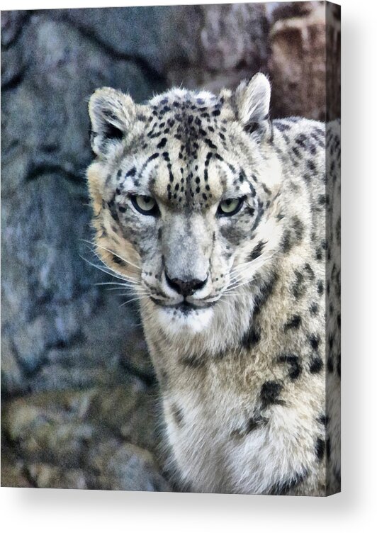Eyes Acrylic Print featuring the photograph I Have My Eye On You #1 by Angelina Tamez