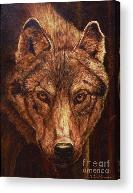 Wolf Acrylic Print featuring the painting Lone Wolf #1 by Tom Chapman
