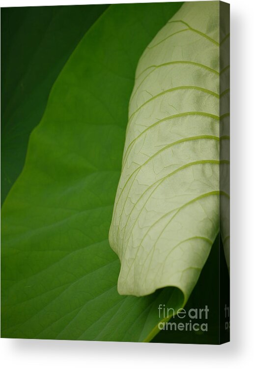 Lotus Leaf Acrylic Print featuring the photograph Lotus leaf #2 by Jane Ford