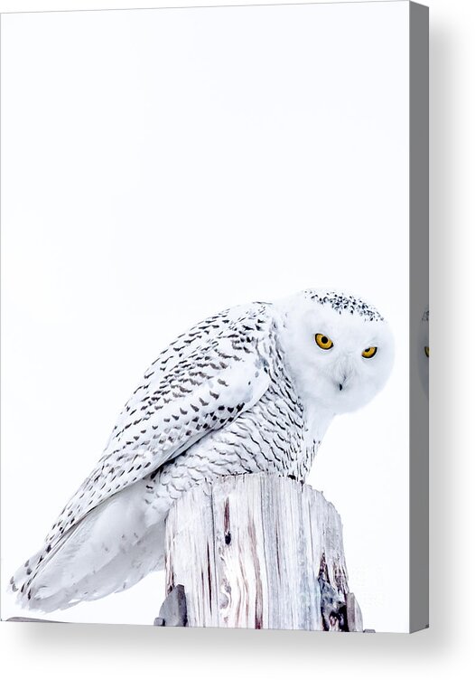 Snowy Acrylic Print featuring the photograph Piercing Eyes by Cheryl Baxter