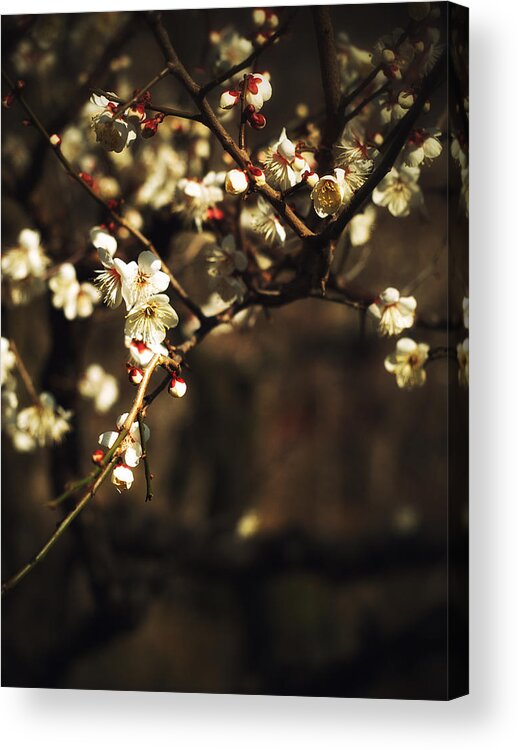 Plum Blossom Acrylic Print featuring the photograph Plum Blossoms #1 by Yuka Kato