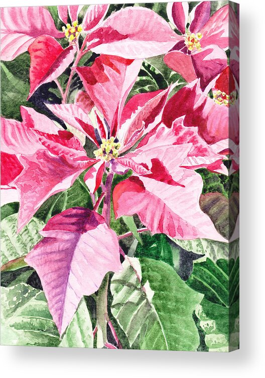 Poinsettia Acrylic Print featuring the painting Poinsettia by Irina Sztukowski