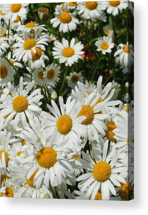 Daisies Acrylic Print featuring the photograph Wild White Daisies #1 by Robert ONeil