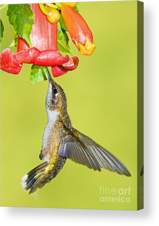 Nature Acrylic Print featuring the photograph Ruby Throated Hummingbird #14 by Millard H. Sharp