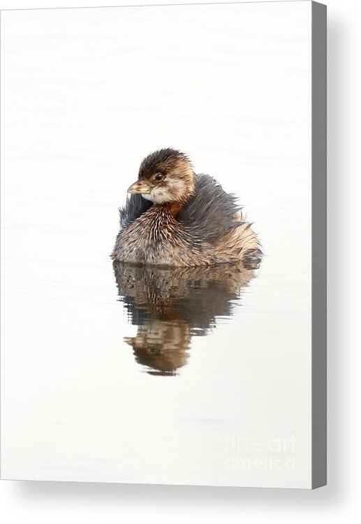 Nature Acrylic Print featuring the photograph Pied-billed Grebe #18 by Jack R Brock