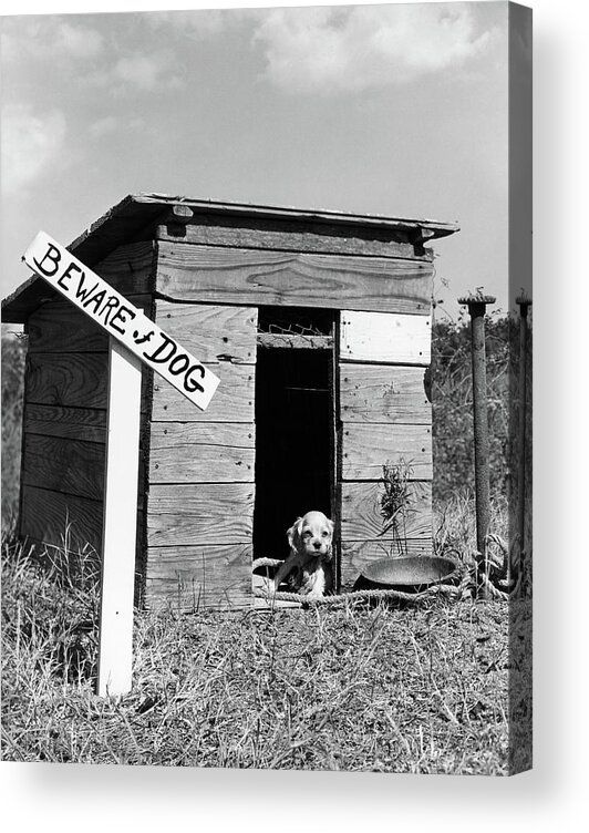 Photography Acrylic Print featuring the photograph 1950s Cocker Spaniel Puppy In Doghouse by Vintage Images