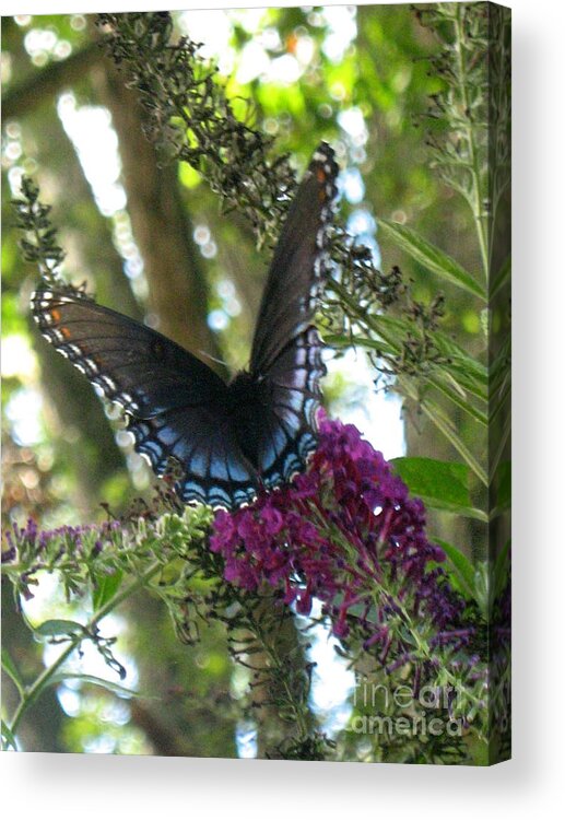 Butterfly Acrylic Print featuring the photograph Blue Horse Butterfly #2 by Wendy Coulson