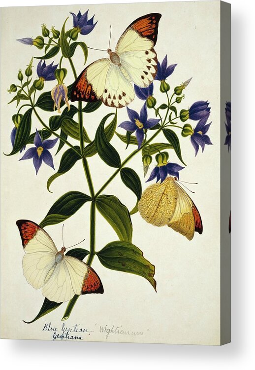 Gentiana Acrylic Print featuring the photograph Indian Butterflies And Flowers #2 by Natural History Museum, London/science Photo Library