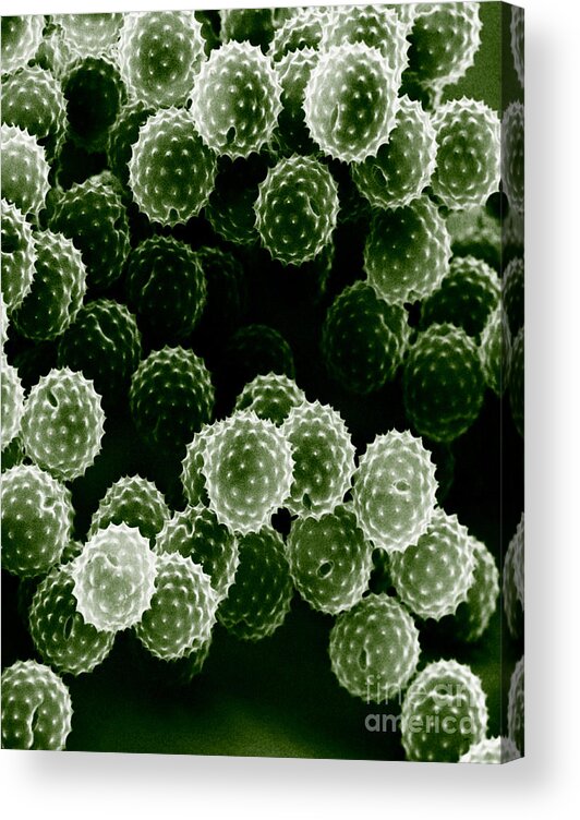 Allergen Acrylic Print featuring the photograph Ragweed Pollen Sem by David M. Phillips / The Population Council