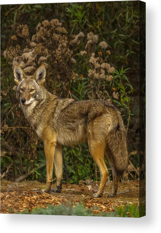 The Coyote Acrylic Print featuring the photograph The Coyote #1 by Ernest Echols