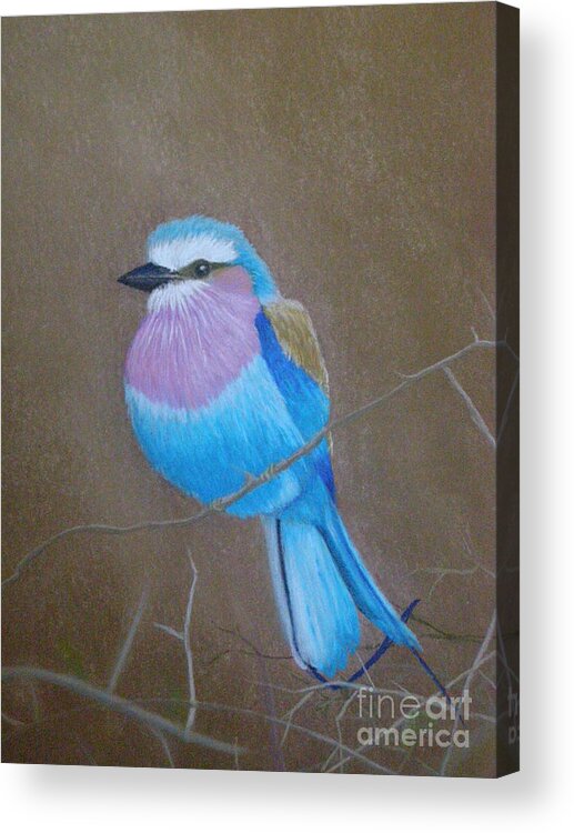 African Bird Acrylic Print featuring the pastel Violet-breasted Roller Bird by Lynn Quinn