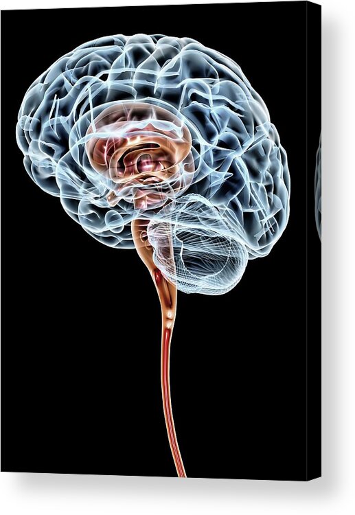 Brain Acrylic Print featuring the photograph Brain #21 by Pasieka