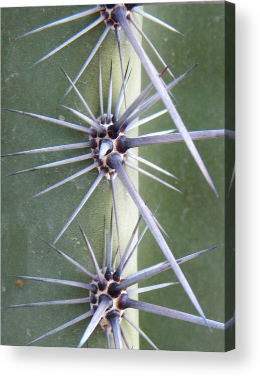 Cactus Acrylic Print featuring the photograph Cactus Thorns #3 by Deb Halloran