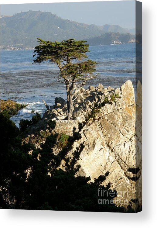 Lone Cypress Acrylic Print featuring the photograph Lone Cypress #3 by Bev Conover